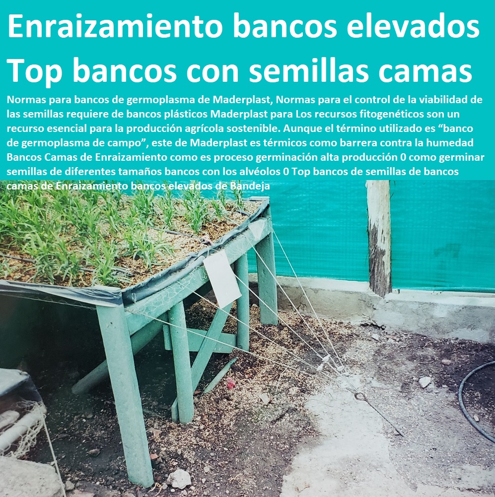 Bancos Camas de Enraizamiento como es proceso germinación alta producción 0 como germinar semillas de diferentes tamaños bancos con los alvéolos 0 Top bancos de semillas de bancos camas de Enraizamiento INVERNADEROS, SEMILLEROS, BANCOS DE SIEMBRA, Hidroponía, Agricultura, Cosecha, Poscosecha, Tutores para Flores cable vía Bananas Aromáticas, Cultivos Tecnificados, bancos elevados de Bandeja Bancos Camas de Enraizamiento como es proceso germinación alta producción 0 como germinar semillas de diferentes tamaños bancos con los alvéolos 0 Top bancos de semillas de bancos camas de Enraizamiento bancos elevados de Bandeja